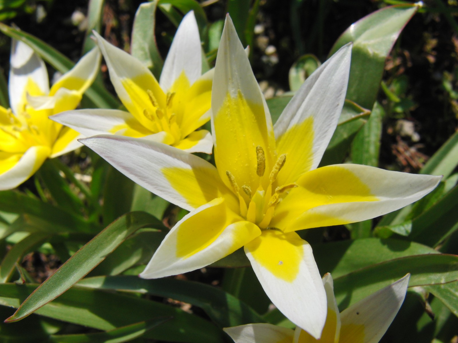 Zwergtulpen gelb-weiss Zwergtulpen gelb-weiss