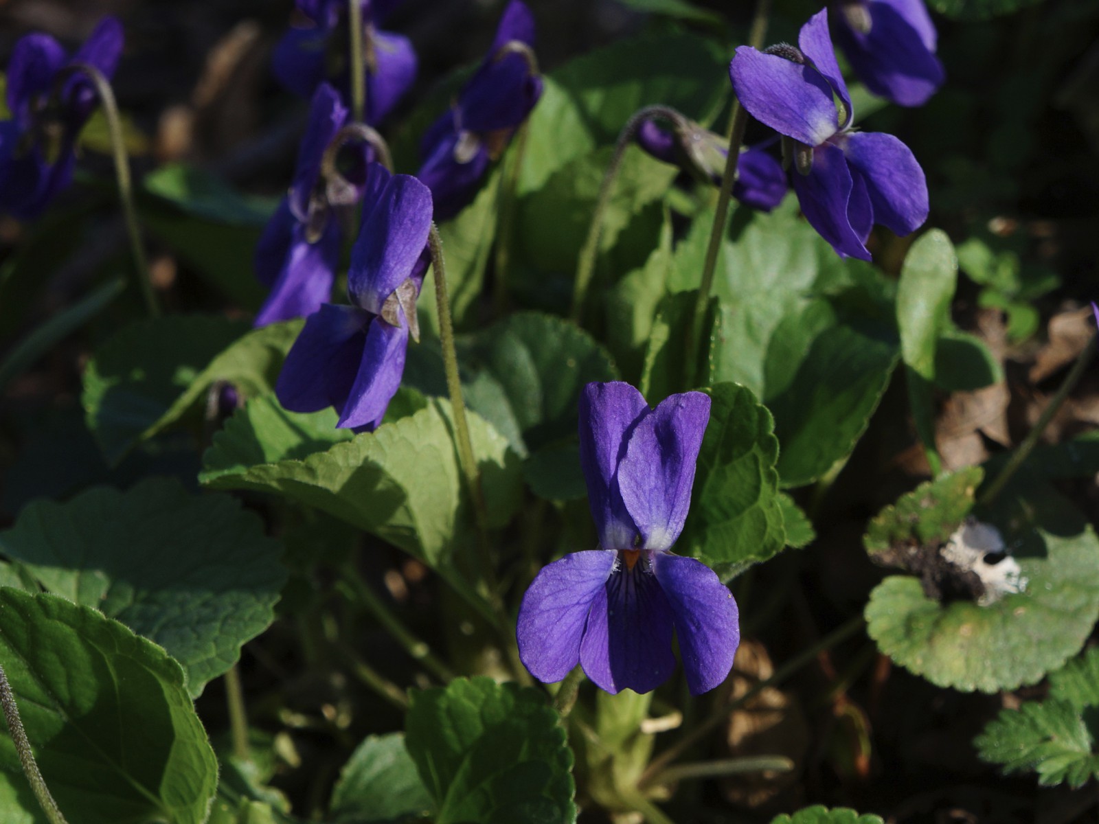 Blaue Veilchengruppe Blaue Veilchengruppe