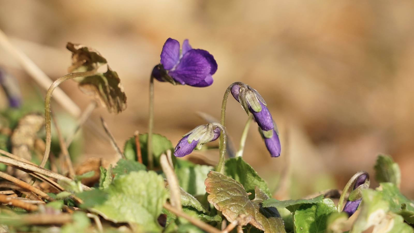 Die Duftveilchen kommen Die Duftveilchen kommen