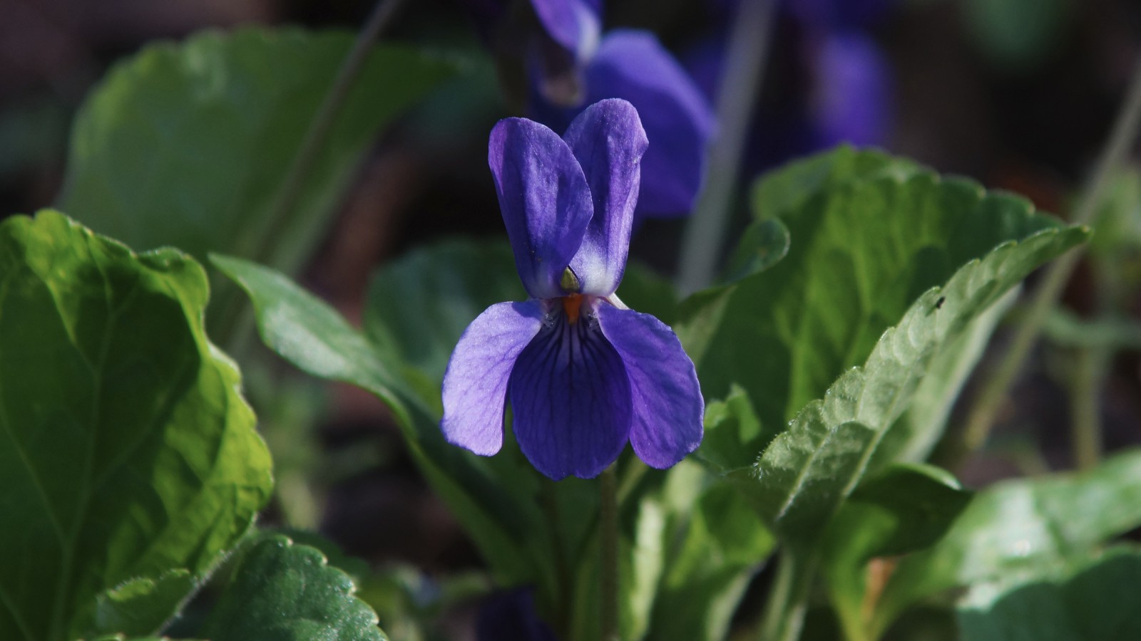 Duftveilchenblüte Duftveilchenblüte