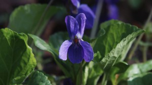 Duftveilchenblüte Duftveilchenblüte
