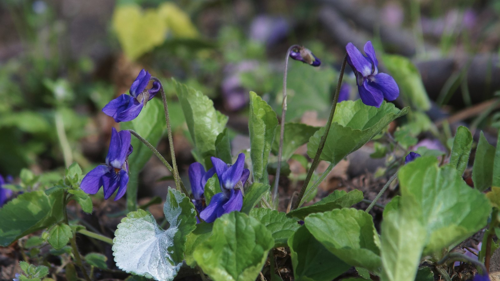 Duftveilchengruppe Duftveilchengruppe