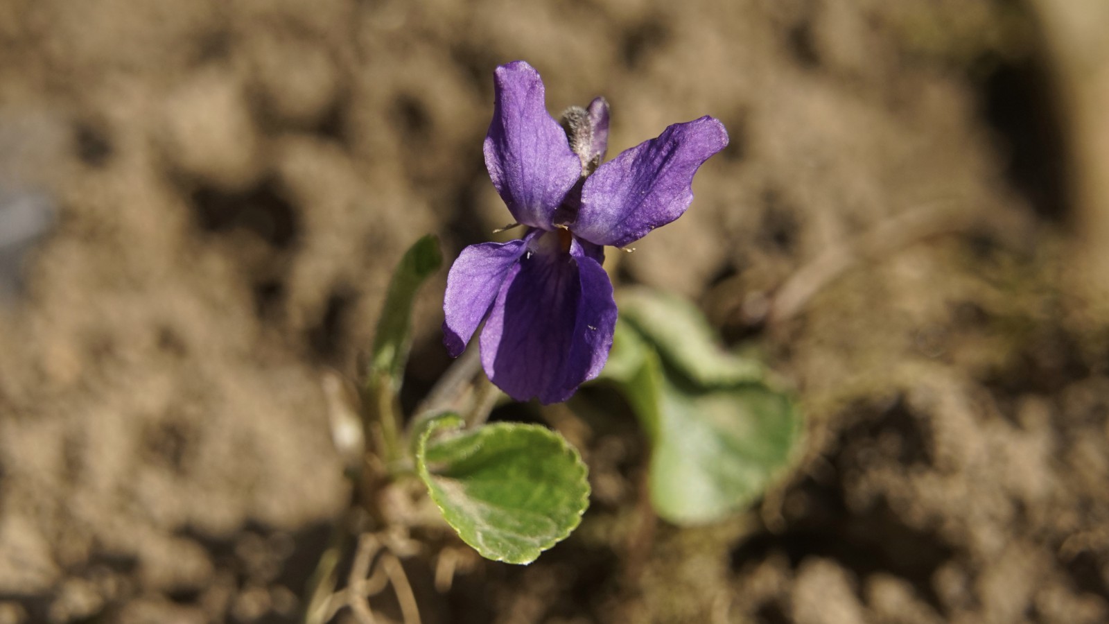 Erster Frühlingsduft in der Luft Erster Frühlingsduft in der Luft