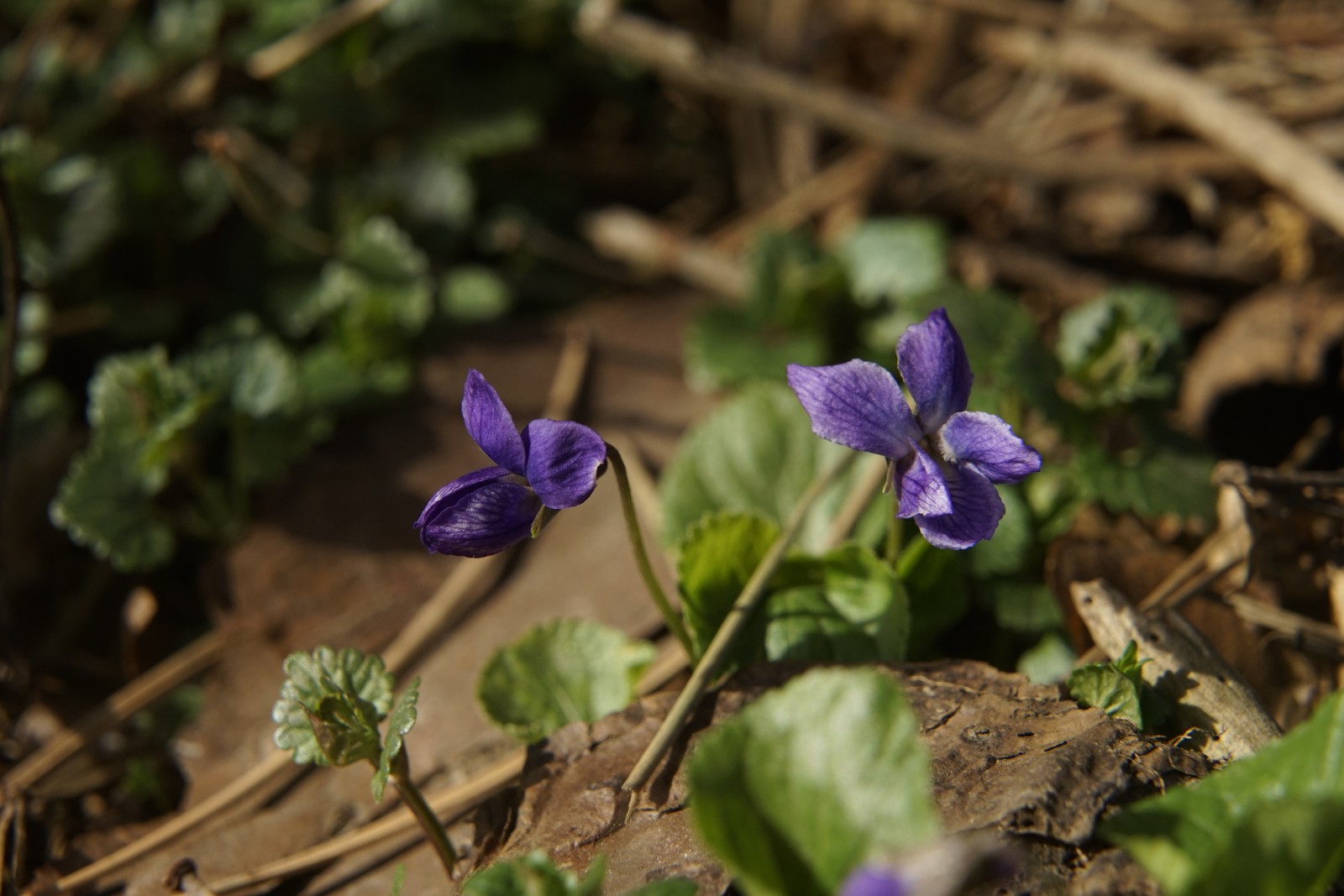 Frühlingsduft-Duett Frühlingsduft-Duett