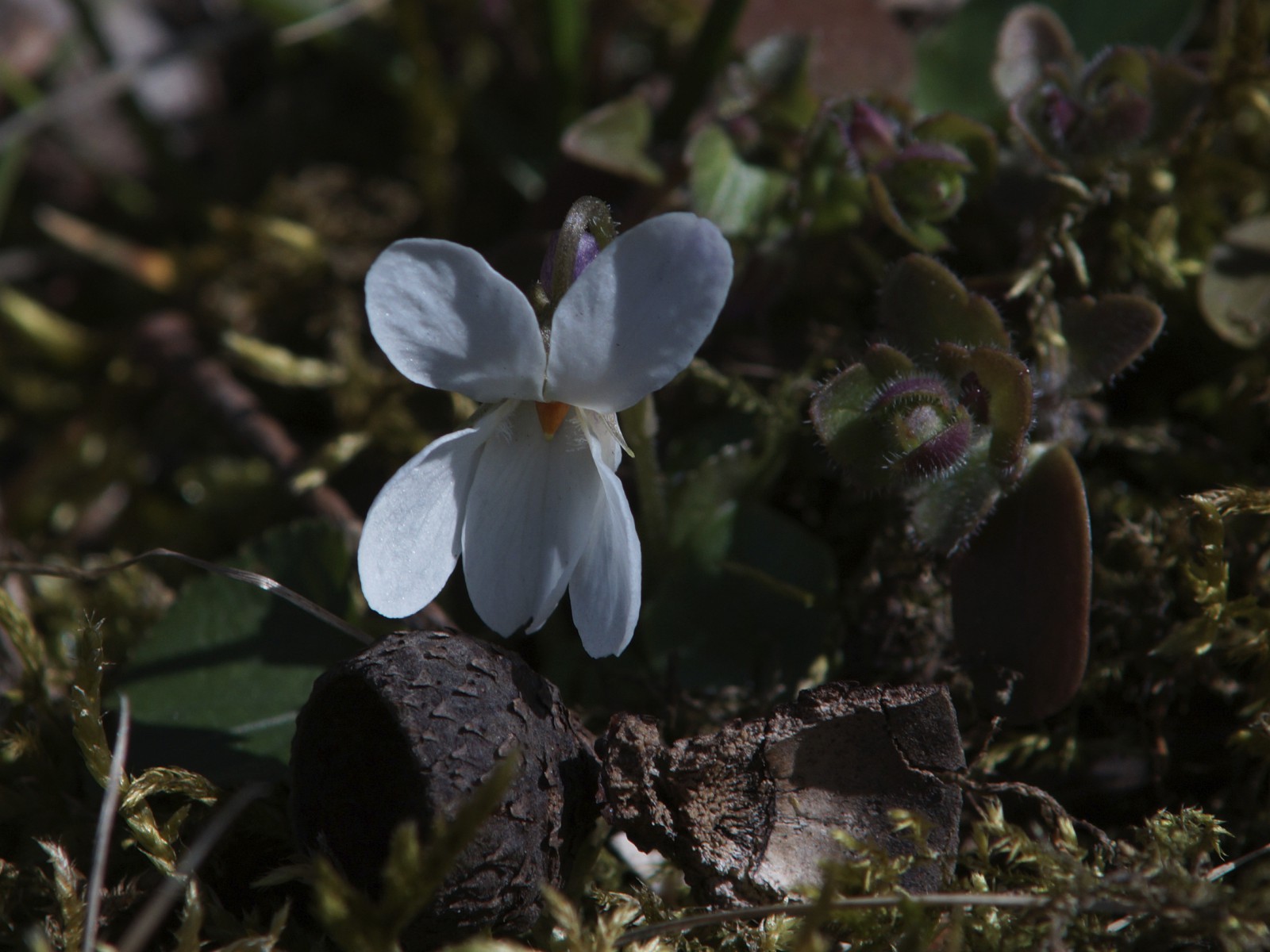 Frühlingsgruß vom weißen Veilchen Frühlingsgruß vom weißen Veilchen