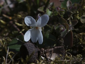 Frühlingsgruß vom weißen Veilchen Frühlingsgruß vom weißen Veilchen