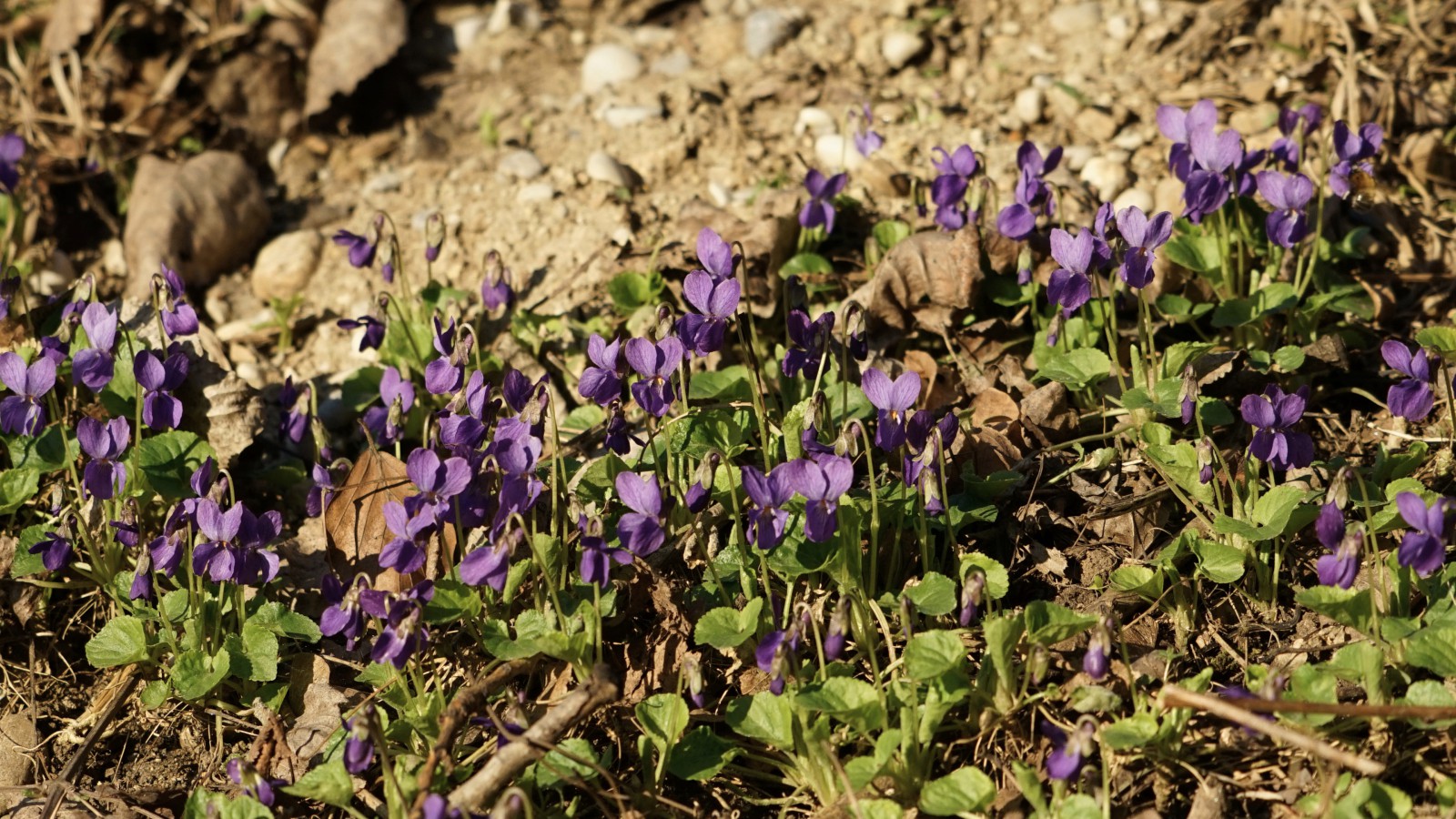 Große Duftveilchengruppe Große Duftveilchengruppe