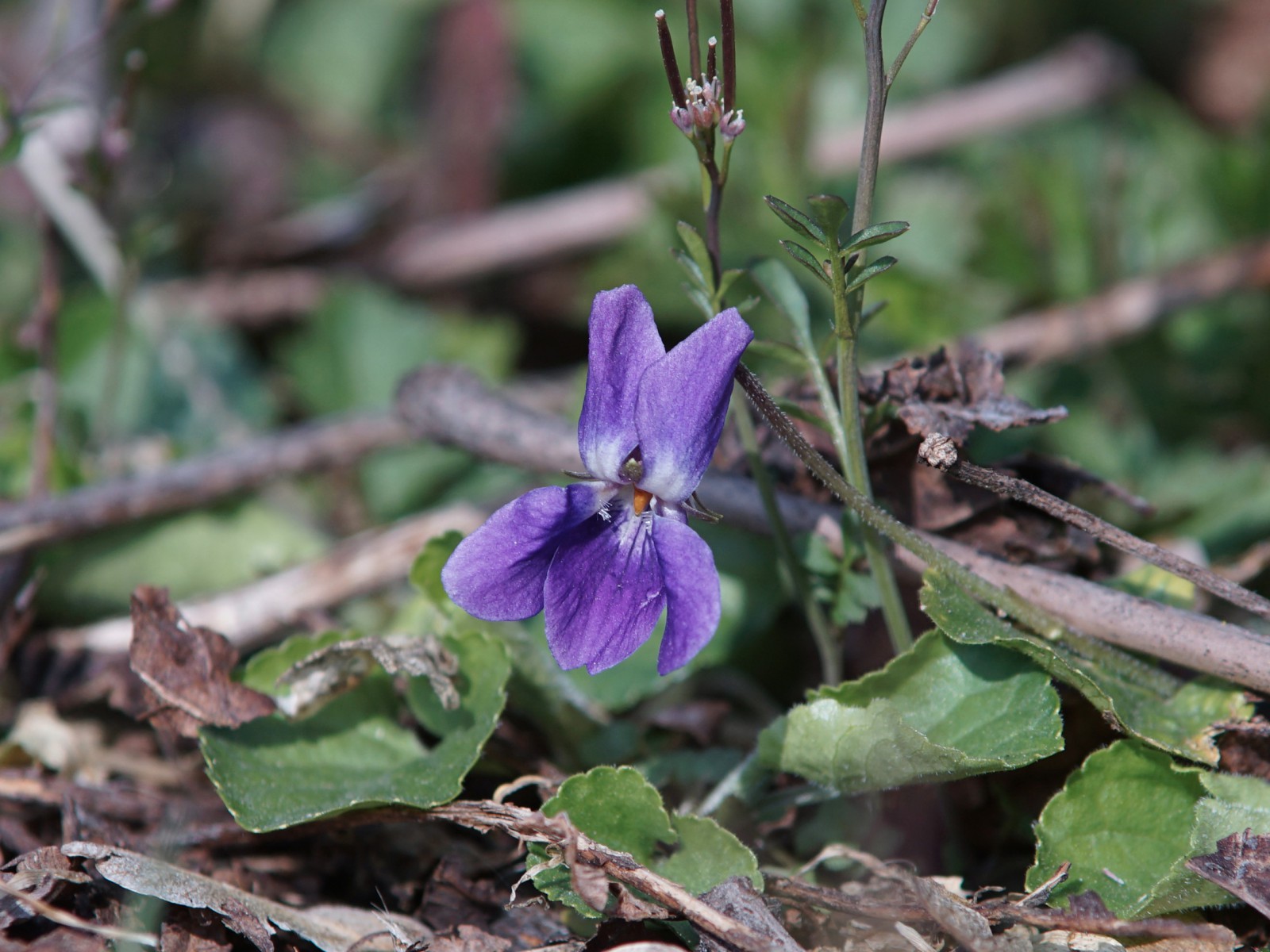 Kleine Veilchenblüte Kleine Veilchenblüte