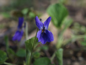 Kleines blaues Veilchen Kleines blaues Veilchen