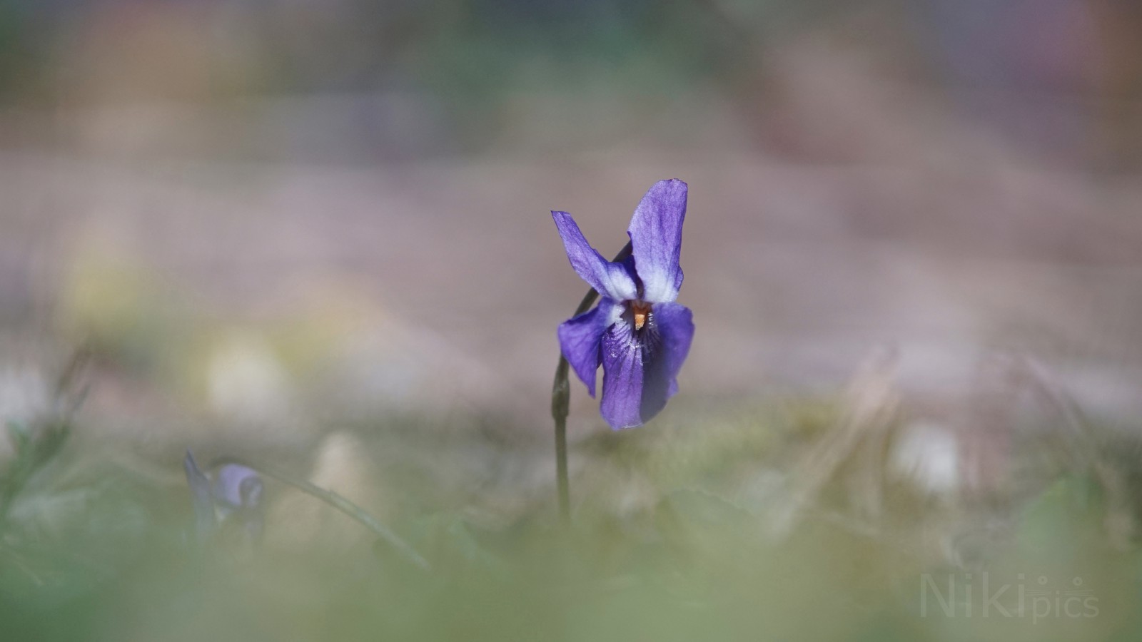 Riecht nach Frühling  Riecht nach Frühling