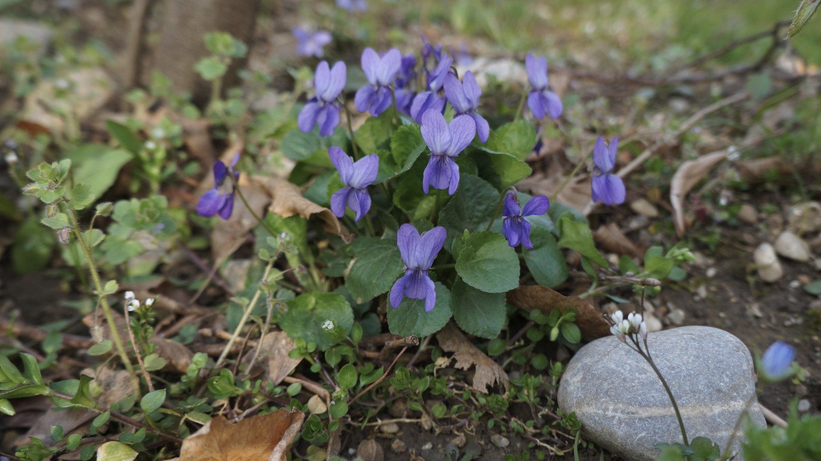 Schöne Veilchengruppe Schöne Veilchengruppe