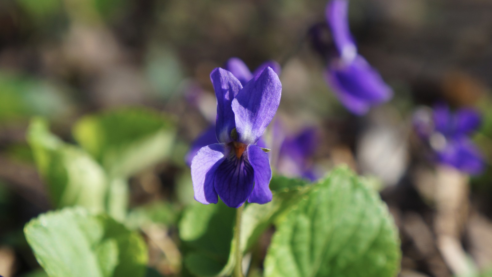 Schönes lila Duftveilchen Schönes lila Duftveilchen