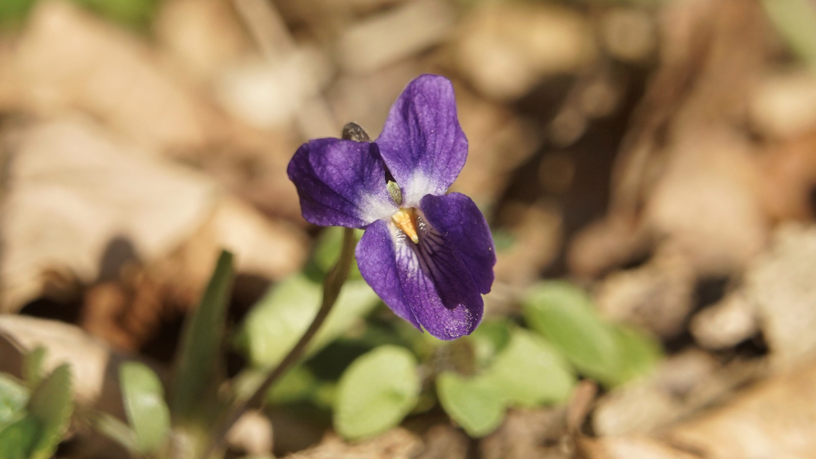 Schönes Duftveilchen Schönes Duftveilchen