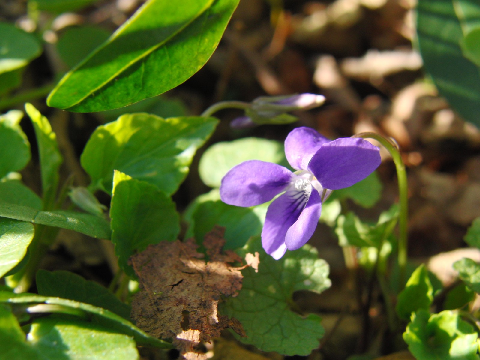 Veilchen lila leuchten 5 Veilchen lila leuchten 5
