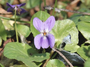 Veilchenblüte Veilchenblüte