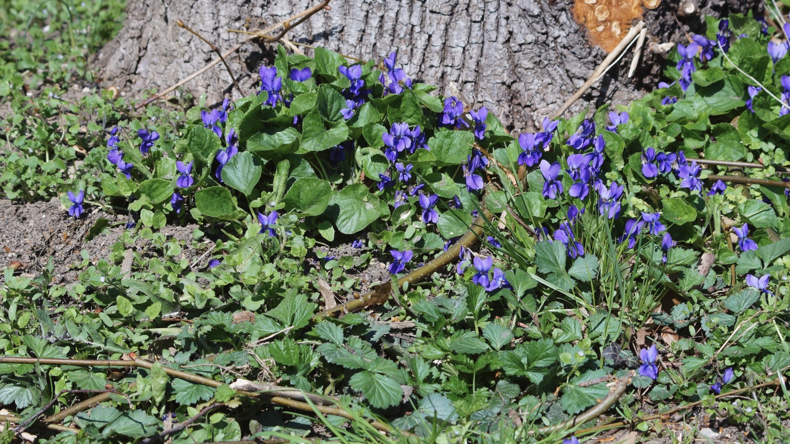 Veilchengruppe am Baumstamm Veilchengruppe am Baumstamm