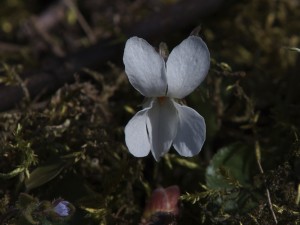 Weißes Veilchen Weißes Veilchen