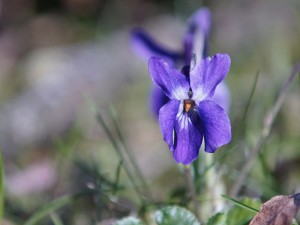 Zarte Veilchenblüte Zarte Veilchenblüte