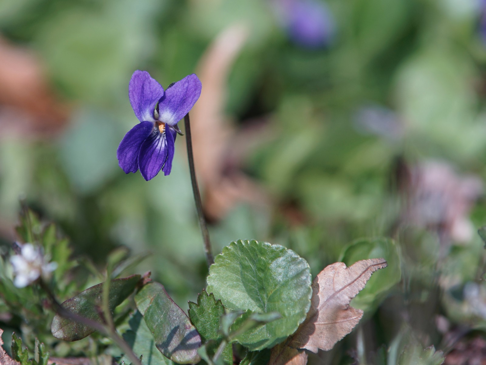 Zartes Veilchen Zartes Veilchen