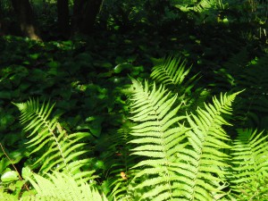 Farnblätter im Sonnenlicht Farnblätter im Sonnenlicht