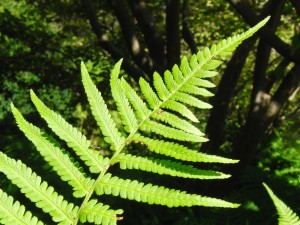 Farnblatt im Sonnenlicht Farnblatt im Sonnenlicht