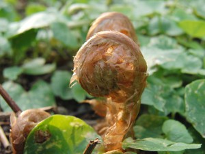 Farnschnecke braun Farnschnecke braun