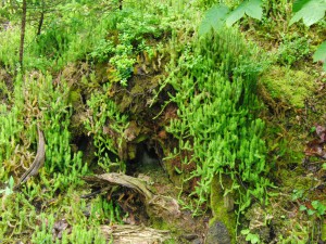 Moos und alte Wurzel Moos und alte Wurzel
