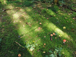 Waldboden mit Moos und Pilze Waldboden mit Moos und Pilze