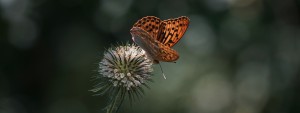 Argynnis Paphia Wallpaper 3840x1440 Argynnis Paphia Wallpaper 3840x1440