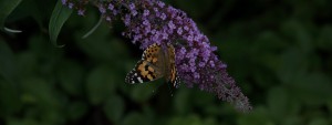 Distelfalter an Sommerflieder Wallpaper 3840x1440 Distelfalter an Sommerflieder Wallpaper 3840x1440