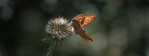 Edelfalter Argynnis Paphia Wallpaper 3840x1440 Edelfalter Argynnis Paphia Wallpaper 3840x1440