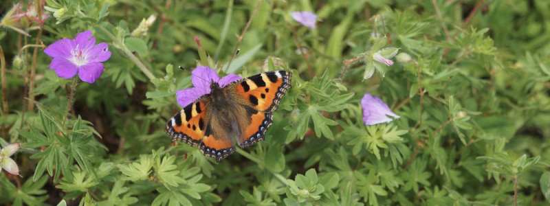  Schöner Schmetterling Wallpaper 3840x1440