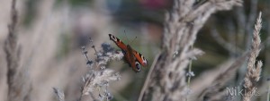Tagpfauenauge im Herbst Wallpaper 3840x1440 Tagpfauenauge im Herbst Wallpaper 3840x1440