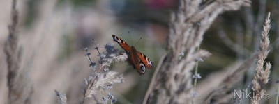  Wallpaper 3840X1440 Schmetterlinge