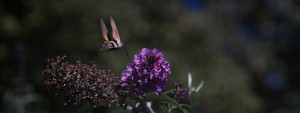 Taubenschwänzchen am letzten Sommerflieder Wallpaper 3840x1440 Taubenschwänzchen am letzten Sommerflieder Wallpaper 3840x1440