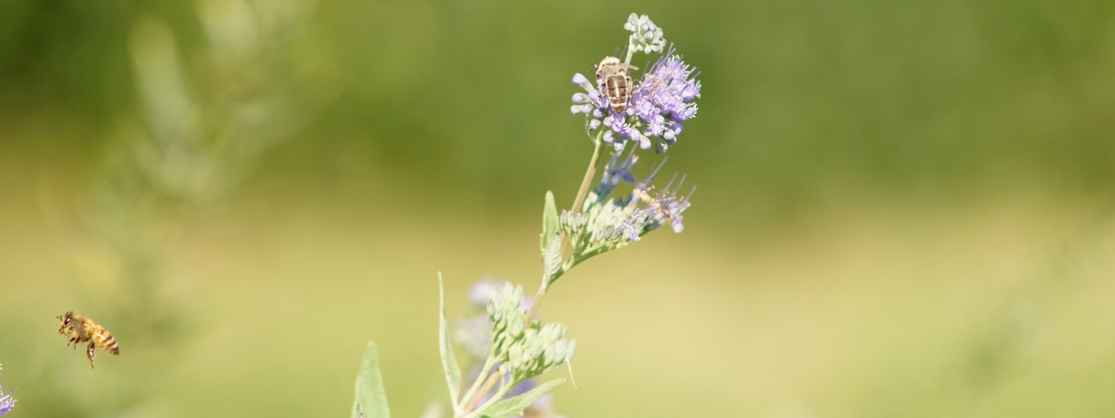 Bienen im September Wallpaper 3840x1440 Bienen im September Wallpaper 3840x1440