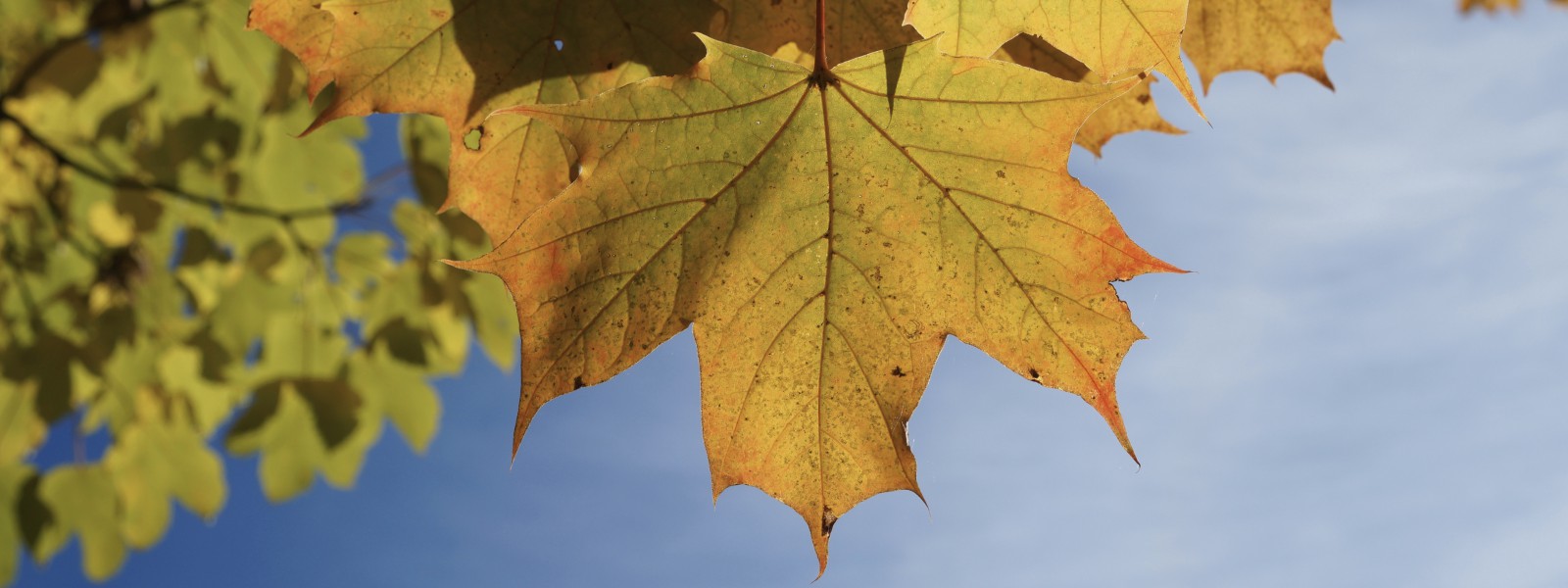 Blatt im Herbstlicht Wallpaper 3840x1440 Blatt im Herbstlicht Wallpaper 3840x1440