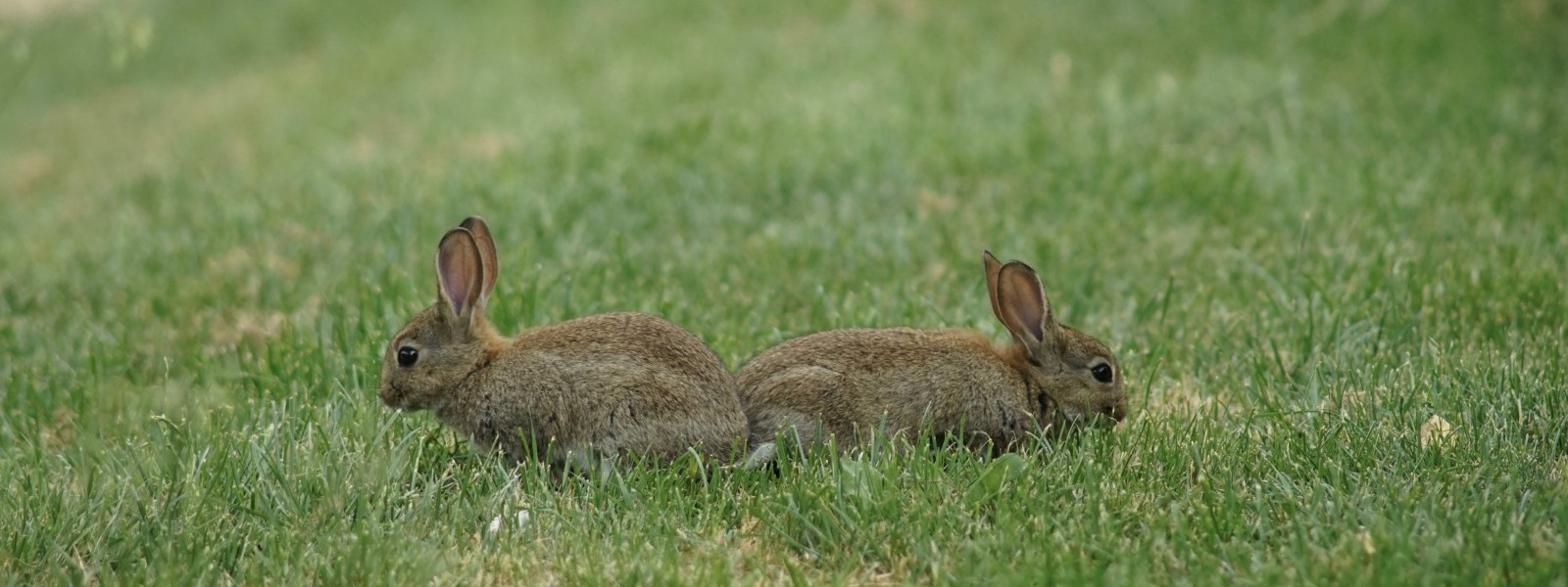 Hasenpaar Wallpaper 3840x1440 Hasenpaar Wallpaper 3840x1440
