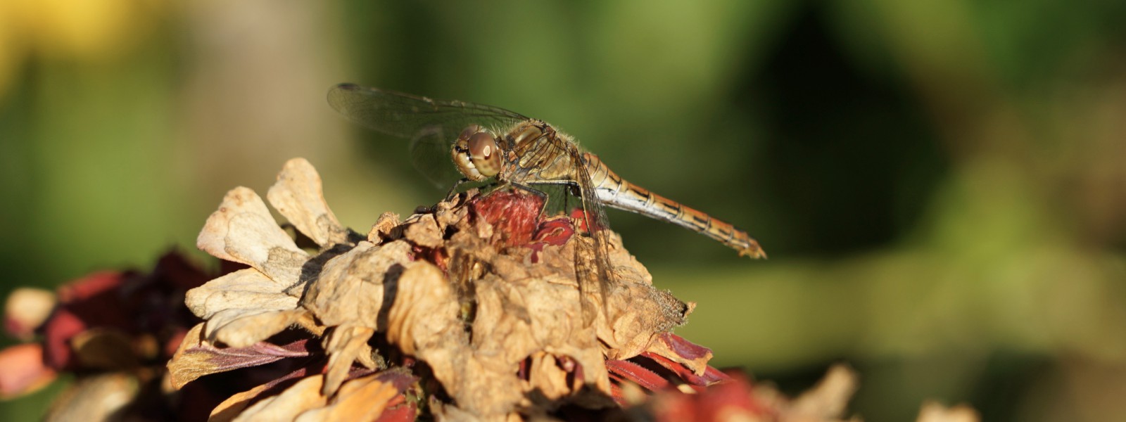 Heidelibelle im Herbst Wallpaper 3840x1440 Heidelibelle im Herbst Wallpaper 3840x1440