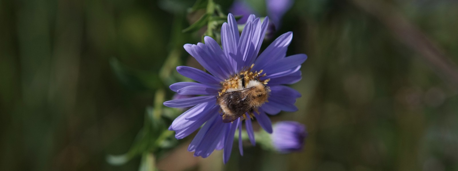 Hummel auf Asterblüte Wallpaper 3840x1440 Hummel auf Asterblüte Wallpaper 3840x1440