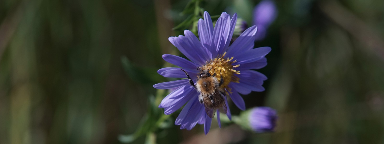Hummel im Flug Wallpaper 3840x1440 Hummel im Flug Wallpaper 3840x1440