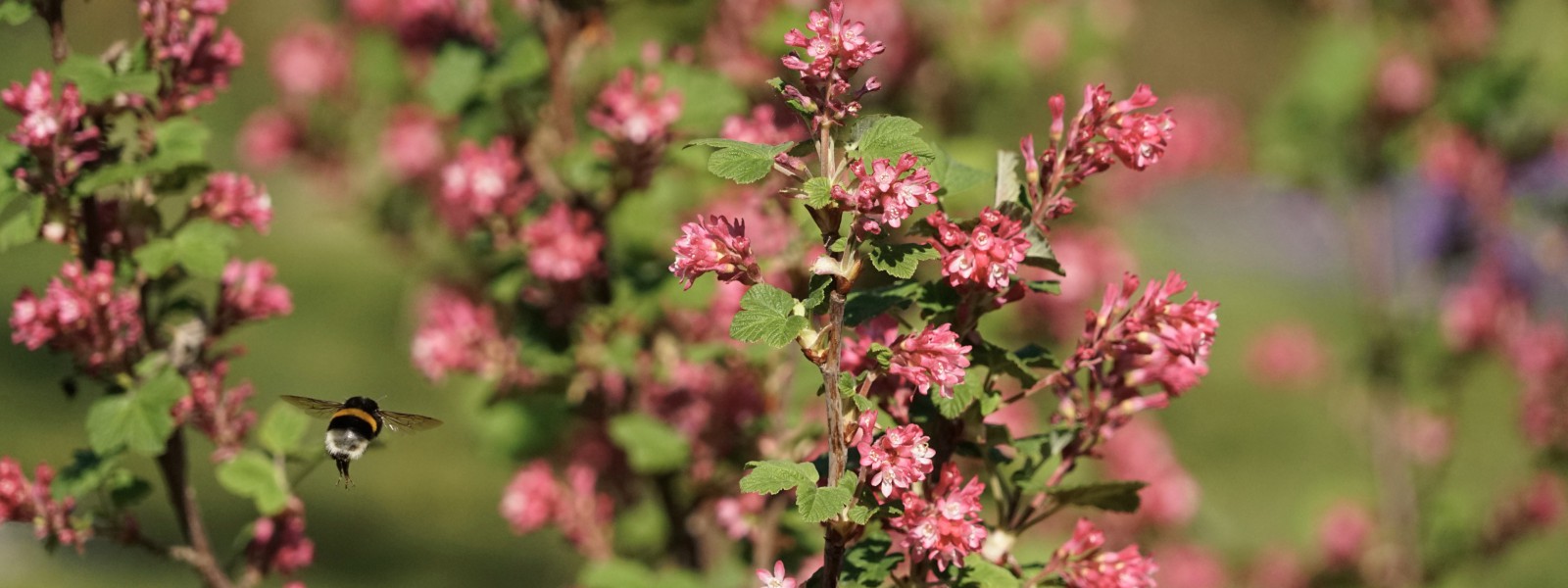 Hummel im Flug Wallpaper 3840x1440 Hummel im Flug Wallpaper 3840x1440