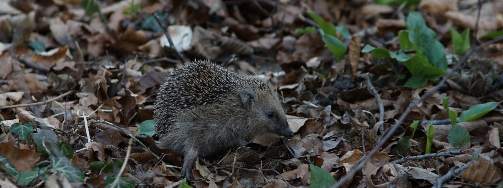 Igel auf Futtersuche Wallpaper 3840x1440 Igel auf Futtersuche Wallpaper 3840x1440