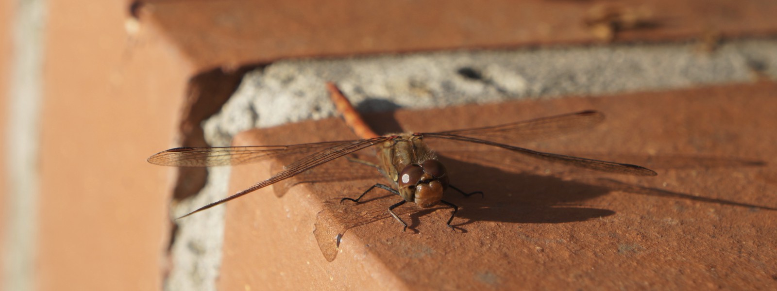 Libelle auf der Mauer 3840x1440 Libelle auf der Mauer 3840x1440
