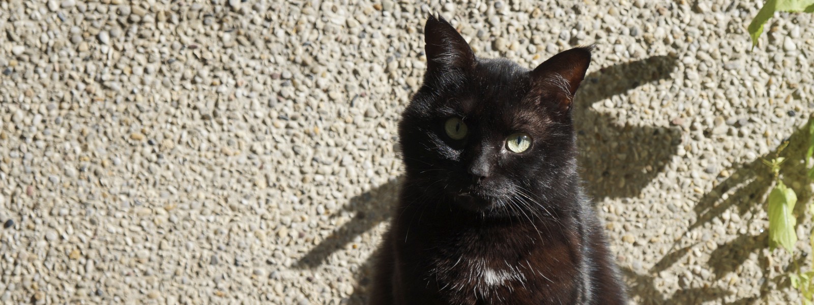 Madam Cat Wallpaper 3840x1440 Madam Cat Wallpaper 3840x1440