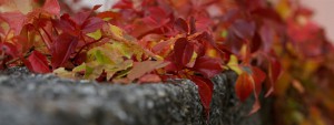 Mauerfarben im Herbst / Wallpaper 3840x1440