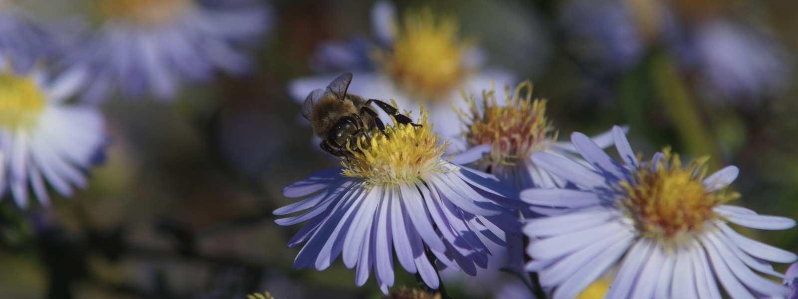 Noch fleißig am Sammeln Wallpaper 3840x1440 Noch fleißig am Sammeln Wallpaper 3840x1440