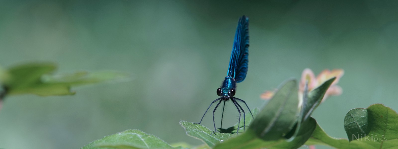 Prachtlibelle Wallpaper 3840x1440 Prachtlibelle Wallpaper 3840x1440