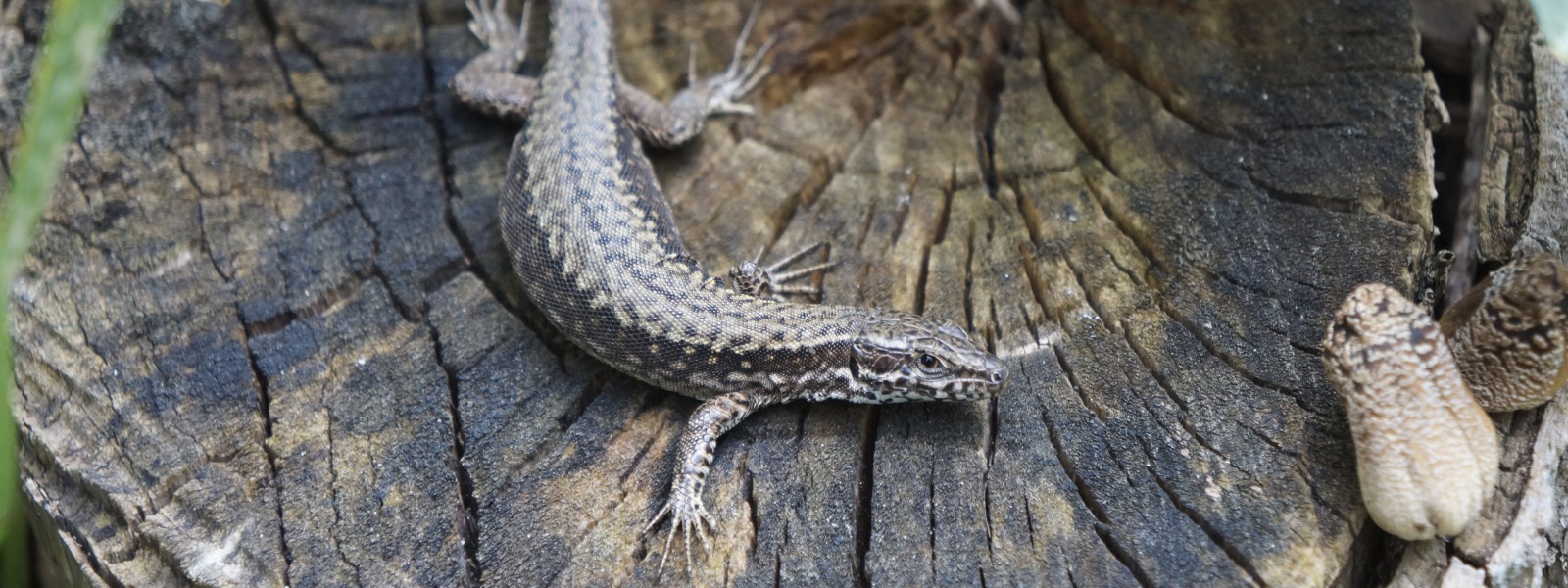 Waldeidechse Wallpaper 3840x1440 Waldeidechse Wallpaper 3840x1440