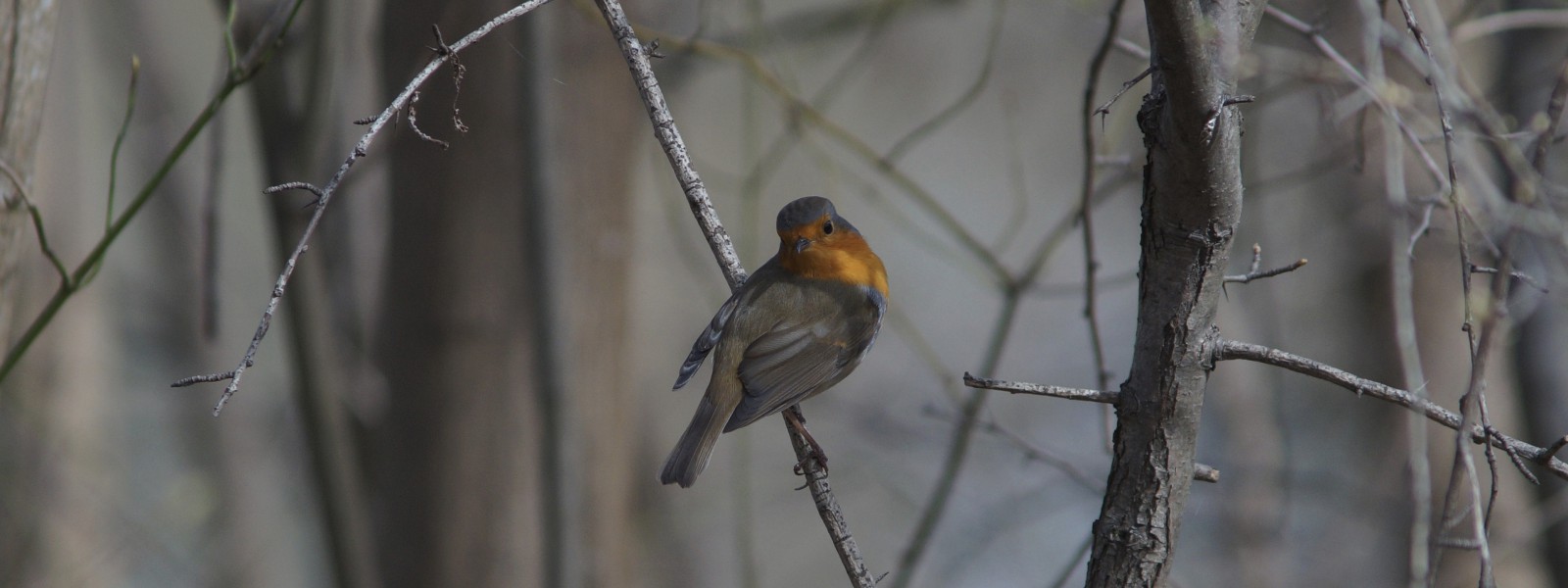 Aufgewecktes Rotkelchen Wallpaper 3840x1440 Aufgewecktes Rotkelchen Wallpaper 3840x1440